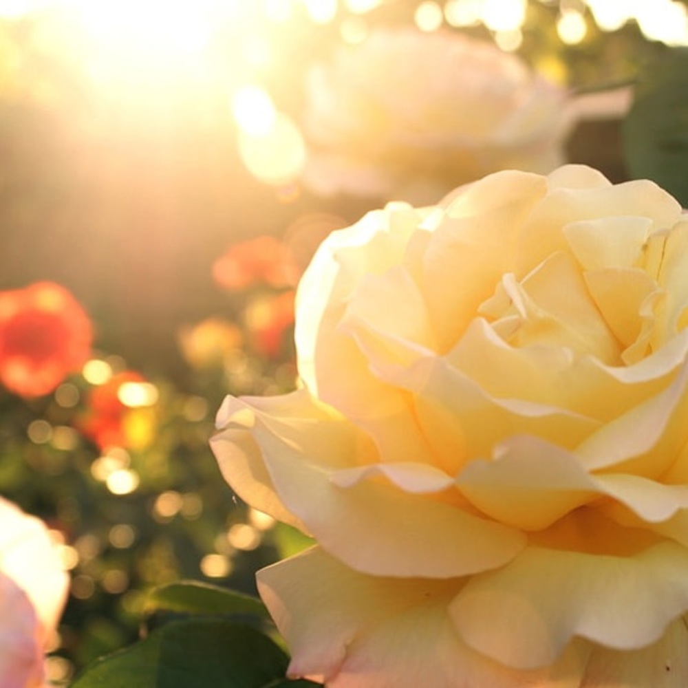 Meet your Posher, Cassandra